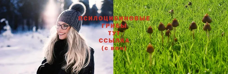 что такое наркотик  Пионерский  Галлюциногенные грибы Cubensis 